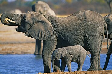 ZIMBABWE  Hwanae National Park Elephant and baby drinking at pool.  Loxodonta Africana