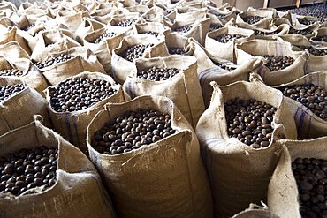 Sacks of dried nutmegs in the Gouyave Nutmeg Processing factory, Grenada, West Indies, Caribbean, Central America