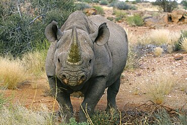 SOUTH AFRICA  Augrabies  Rhino Black rhinoceros  portrait.