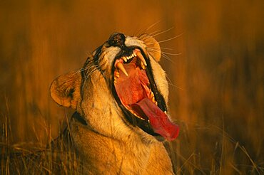 SOUTH AFRICA  Gauteng Lion and Rhino park  portrait of yawning lioness  Panthera Leo .