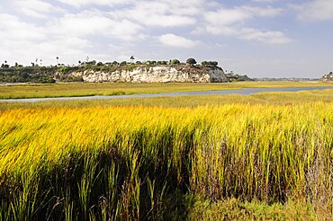 Wetlands at Newport Bay Ecological Reserve Newport Beach, United States of America