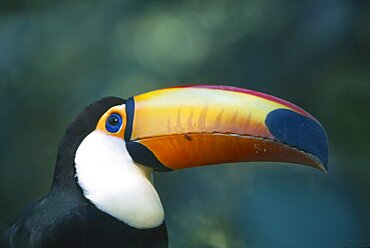 BIRDS Portrait   Bill Toco Toucan in Brazilian rainforest