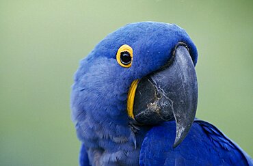 BRAZIL   BIRD  Portrait Beak  Hyacinth Macaw  Brasil