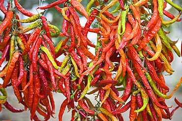 Turkey, Aydin Province, Kusadasi, Strings of brightly coloured chilies hanging up to dry in late afternoon summer sunshine