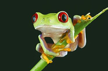 NATURAL HISTORY Amphibian Frog Red eyed tree frog perched on twig