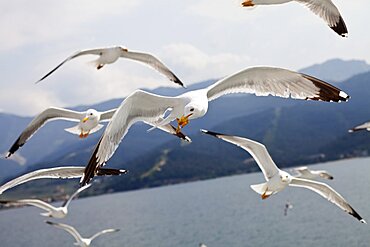 Birds, Gulls, in flight, flock of Seagulls on the Greek island Thasos.