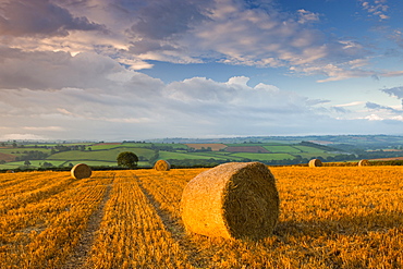 Hay bales in a field near Easington, mid-Devon, Devon, England, United Kingdom, Europe