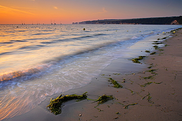 Seaweed washed up on Studland Bay shore at dawn, with Old Harry Rocks in the distance, Studland, Dorset, England, United Kingdom, Europe