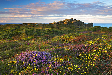 Wildflowers growing on the clifftops of Lands End, Cornwall, England, United Kingdom, Europe