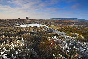 Frosty morning during winter on the heath in the New Forest National Park, Hampshire, England, United Kingdom, Europe