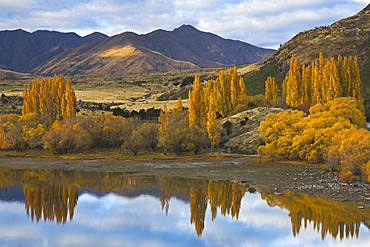 Glorious autumn colour beside the lake at Wanaka, Otago, South Island, New Zealand, Pacific