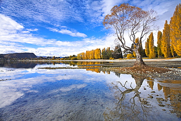 Spectacular autumn colour beside the lake at Wanaka, Otago, South Island, New Zealand, Pacific