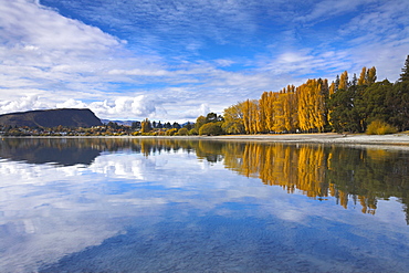 Spectacular autumn colour beside the lake at Wanaka, Otago, South Island, New Zealand, Pacific