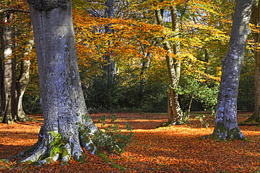 Autumn colour in woodlands near Rufus Stone, New Forest National Park, Hampshire, England, United Kingdom, Europe