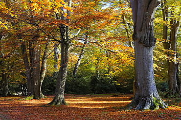 Autumn colours in a woodland near Rufus Stone, New Forest National Park, Hampshire, England, United Kingdom, Europe