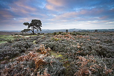 Hoar frost during winter in the New Forest, Hampshire, England, United Kingdom, Europe