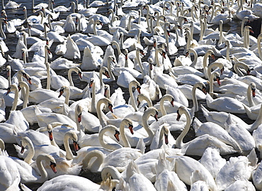 Mute swans at Abbotsbury Swannery, Dorset, England, United Kingdom, Europe