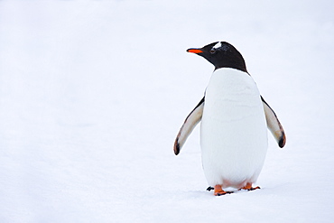 Gentoo penguin on the Antarctic Peninsula, Antarctica, Polar Regions