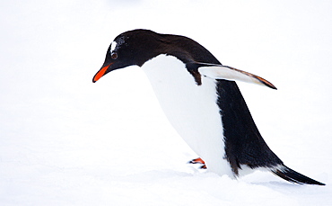 Gentoo penguin on Petermann Island, Antarctic Peninsula, Antarctica, Polar Regions