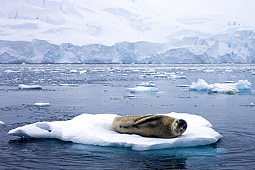 Leopard seal resting on an ice flow in the Antarctic, Polar Regions