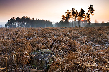 Frost covered bracken covers a cleared inclosure, New Forest National Park, Hampshire, England, United Kingdom, Europe