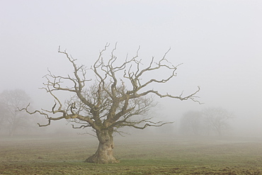 Tree in field surrounded by thick mist, Winkleigh, Mid Devon, England, United Kingdom, Europe