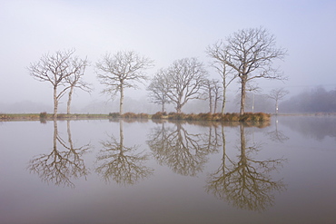 Misty morning beside a fishing pond, Morchard Road, Devon, England, United Kingdom, Europe