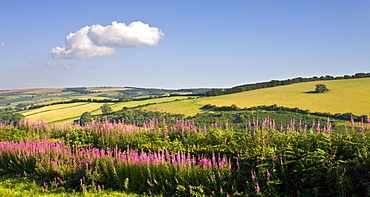 Summer wildflowers near Luxborough in Exmoor National Park, Somerset, England, United Kingdom, Europe