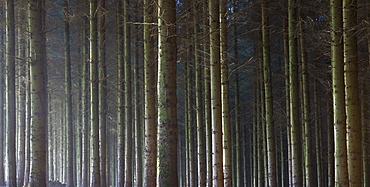 A pine timber inclosure in Exmoor National Park, Devon, England, United Kingdom, Europe