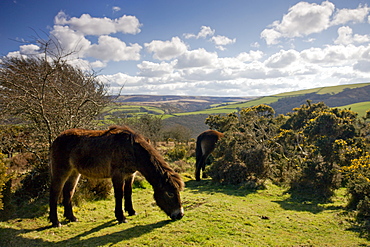 Exmoor ponies graze on Porlock Hill, Exmoor National Park, Somerset, England, United Kingdom, Europe