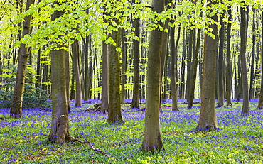 Bluebell woodlands in Micheldever Wood, Hampshire, England, United Kingdom, Europe