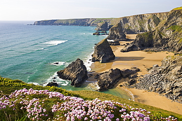 Thrift growing on the clifftops overlooking Bedruthan Steps, North Cornwall, England, United Kingdom, Europe