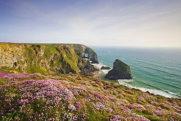 Spring wildflowers on the clifftops overlooking Bedruthan Steps, North Cornwall, England, United Kingdom, Europe