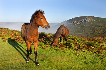 Dartmoor ponies grazing on open moorland, Dartmoor, Devon, England, United Kingdom, Europe