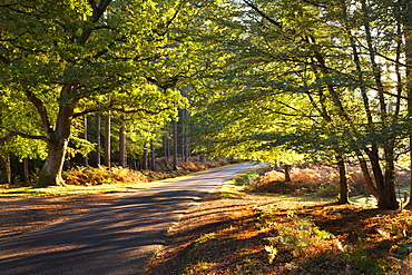 Forest road through autumnal trees, New Forest, Hampshire, England, United Kingdom, Europe