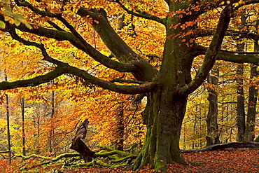 Beech tree with beautiful golden autumnal colours, Lake District, Cumbria, England, United Kingdom, Europe