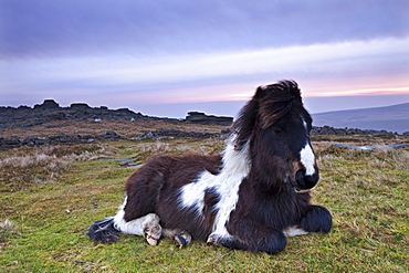 Shetland pony resting on Dartmoor moorland at sunrise, Belstone Tor, Dartmoor, Devon, England, United Kingdom, Europe