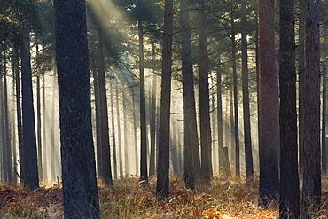 Mist in a pine wood, New Forest National Park, Hampshire, England, United Kingdom, Europe