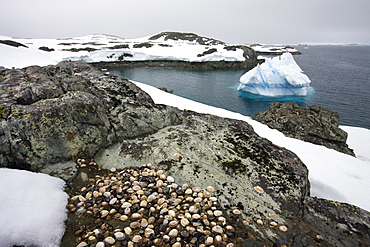 Limpet shells on the rocks at White Island, in the Antarctic Peninsula, Antarctica, Polar Regions