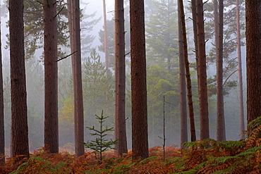 Sapling growing in a misty pine wood, New Forest, Hampshire, England, United Kingdom, Europe