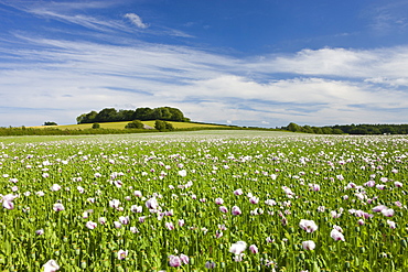 Field of poppies growing near Winterbourne Abbas in Dorset, England, United Kingdom, Europe