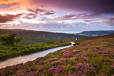 Country lane winds downhill through flowering heather clad moorland, Exmoor National Park, Somerset, England, United Kingdom, Europe