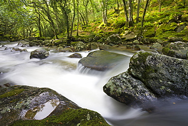 Rocky River Plym flowing through Dewerstone Wood in summer, Dartmoor National Park, Devon, England, United Kingdom, Europe