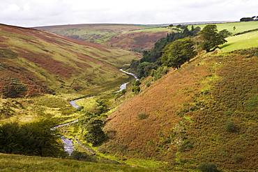 Cornham Brake near Simonsbath, Exmoor National Park, Somerset, England, United Kingdom, Europe