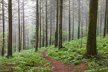 Misty morning inside Morchard Wood, Morchard Bishop, Devon, England, United Kingdom, Europe