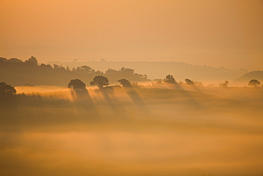 Misty dawn in fields outside Crediton, Devon, England, United Kingdom, Europe