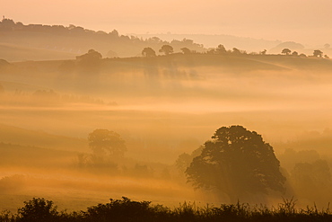 Mist shrouded Devon landscape at dawn near Crediton, England, United Kingdom, Europe