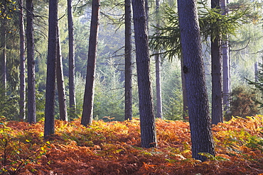 New Forest inclosure in Autumn, New Forest, Hampshire, England, United Kingdom, Europe