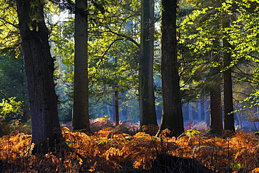 Autumn in Rhinefield Ornamental Drive, New Forest, Hampshire, England, United Kingdom, Europe