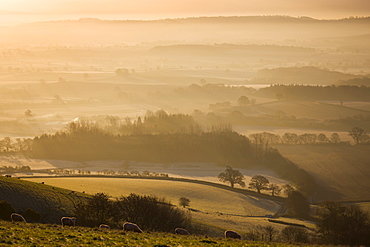 Sheep grazing on Raddon Hill, overlooking frosty and misty countryside, Mid Devon, England, United Kingdom, Europe